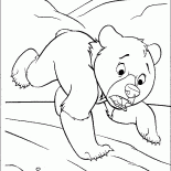 Little Bear