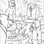 Bear elders