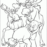 Mooses and bears