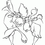 Mooses have fun