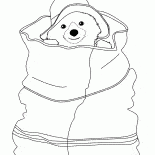 Bear is hiding