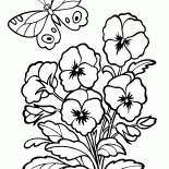Pansy