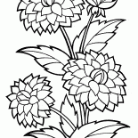 Dahlia
