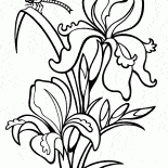 Iris
