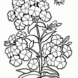 Phlox