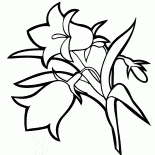 Bellflower