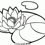 Waterlily