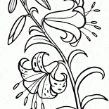 Lily