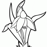 Snowdrop