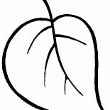 Leaf of the tree