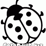 ladybug