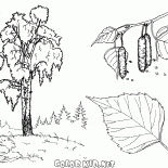 Birch Tree