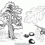 Oak Tree