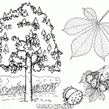 Chestnut Tree