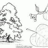 Linden tree