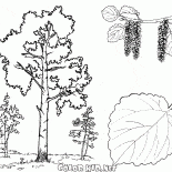 Aspen trees