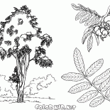 Rowan tree