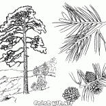 Pine trees