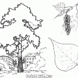 Poplar Tree