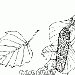 Birch Leaves