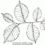 Elm foliage