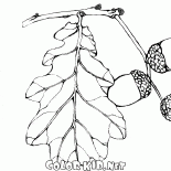 Fruits of oak