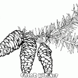 Spruce branches with cones