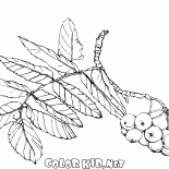 Branch of rowan