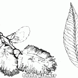 Fruits of willow
