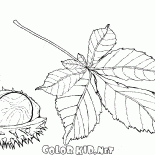 Fruit and leaves of chestnut