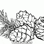 Pine cones