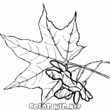 Maple leaves and seeds