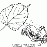 Foliage limes