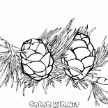 Larch needles