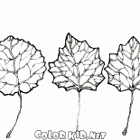 The leaves of aspen