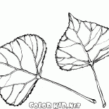 The leaves of poplar