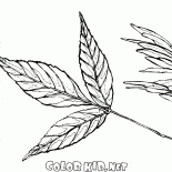 Leaf and seeds of ash