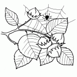 Hazel fruit