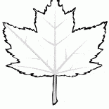 Red maple