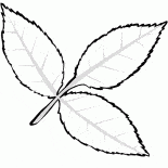 Leaf ash