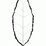 Leaf cherry
