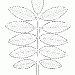Rowan leaf
