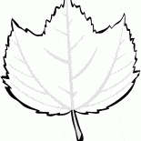 Striped Maple