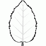 Sheet alder