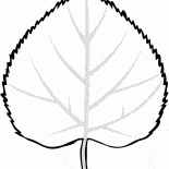 Leaf linden