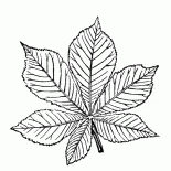 Chestnut leaves