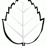Tree leaf