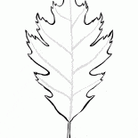 Oak Leaf