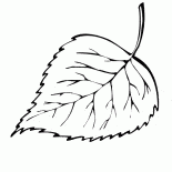 Birch leaf falls