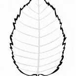 Birch leaves